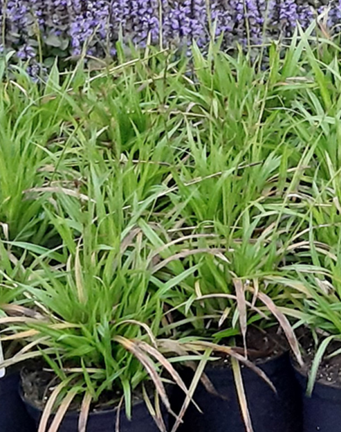 Carex foliosissima `Irish Green`